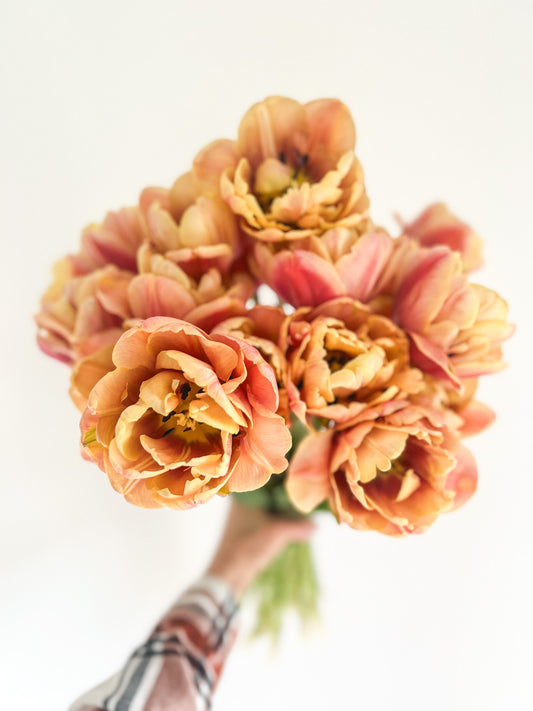 La Belle Epoque Tulip - 10 Bulbs