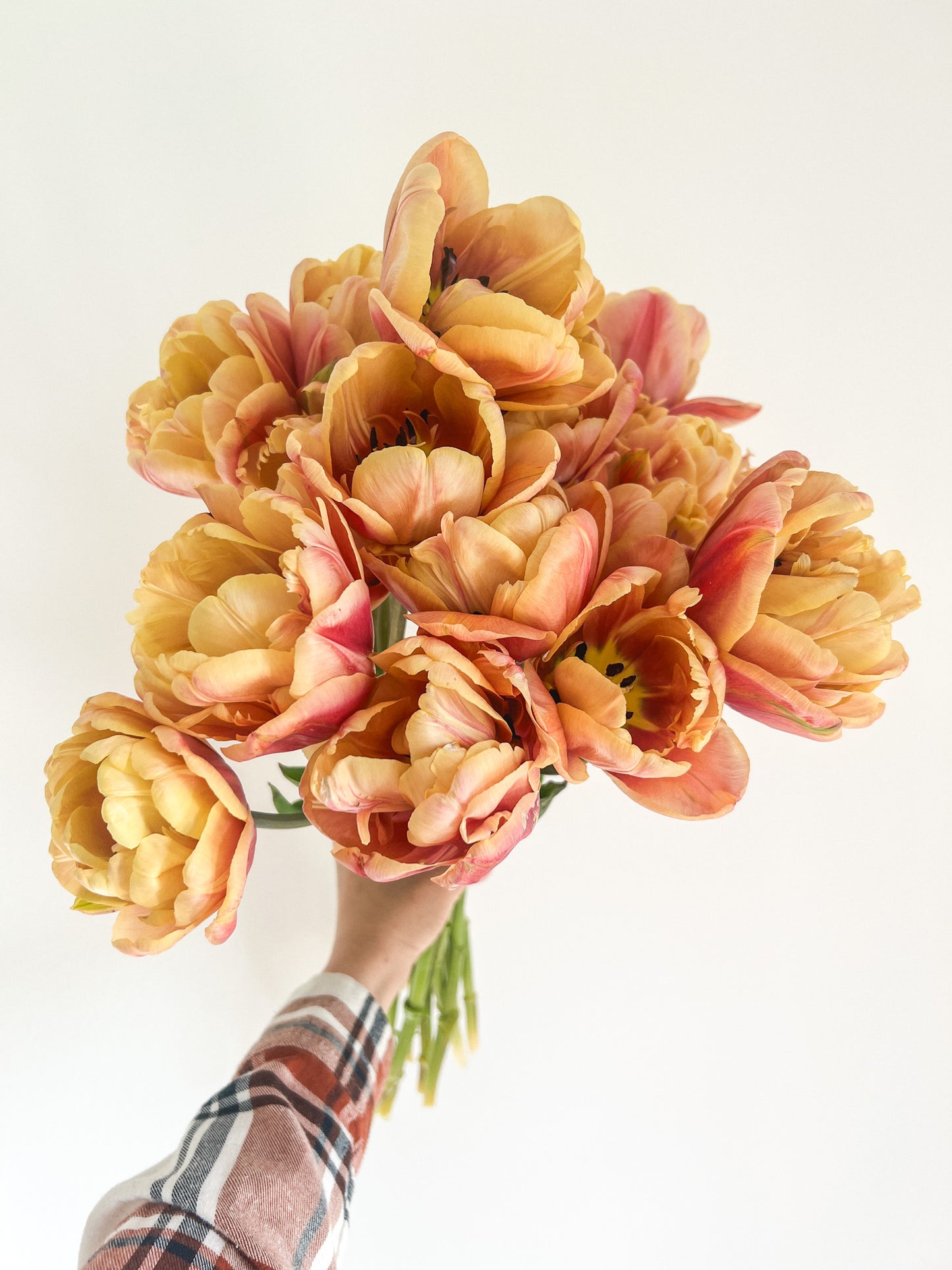 La Belle Epoque Tulip - 10 Bulbs