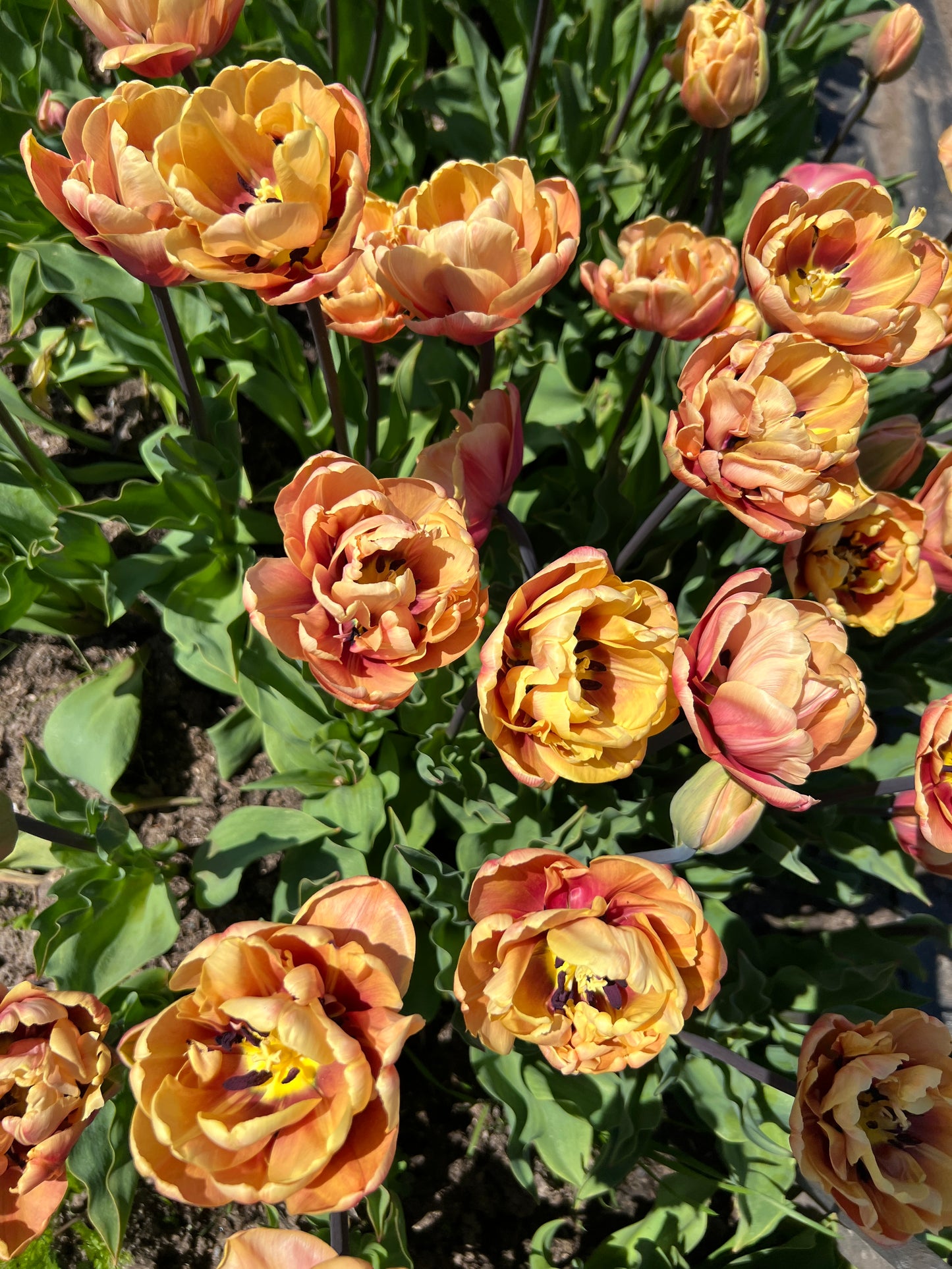 La Belle Epoque Tulip - 10 Bulbs