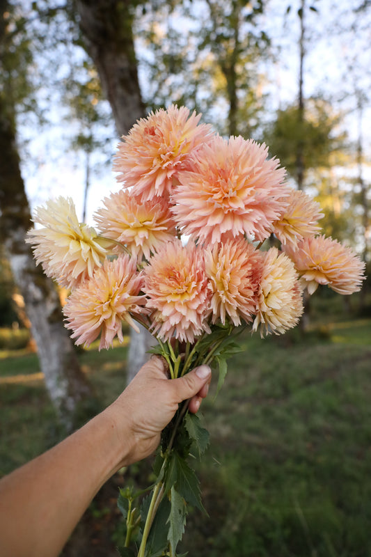 Lakeview Peach Fuzz Dahlia
