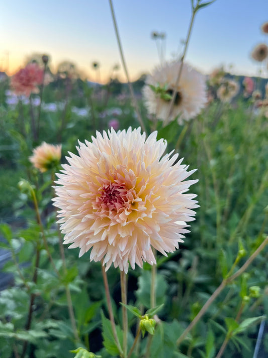 Lakeview Peach Fuzz Dahlia