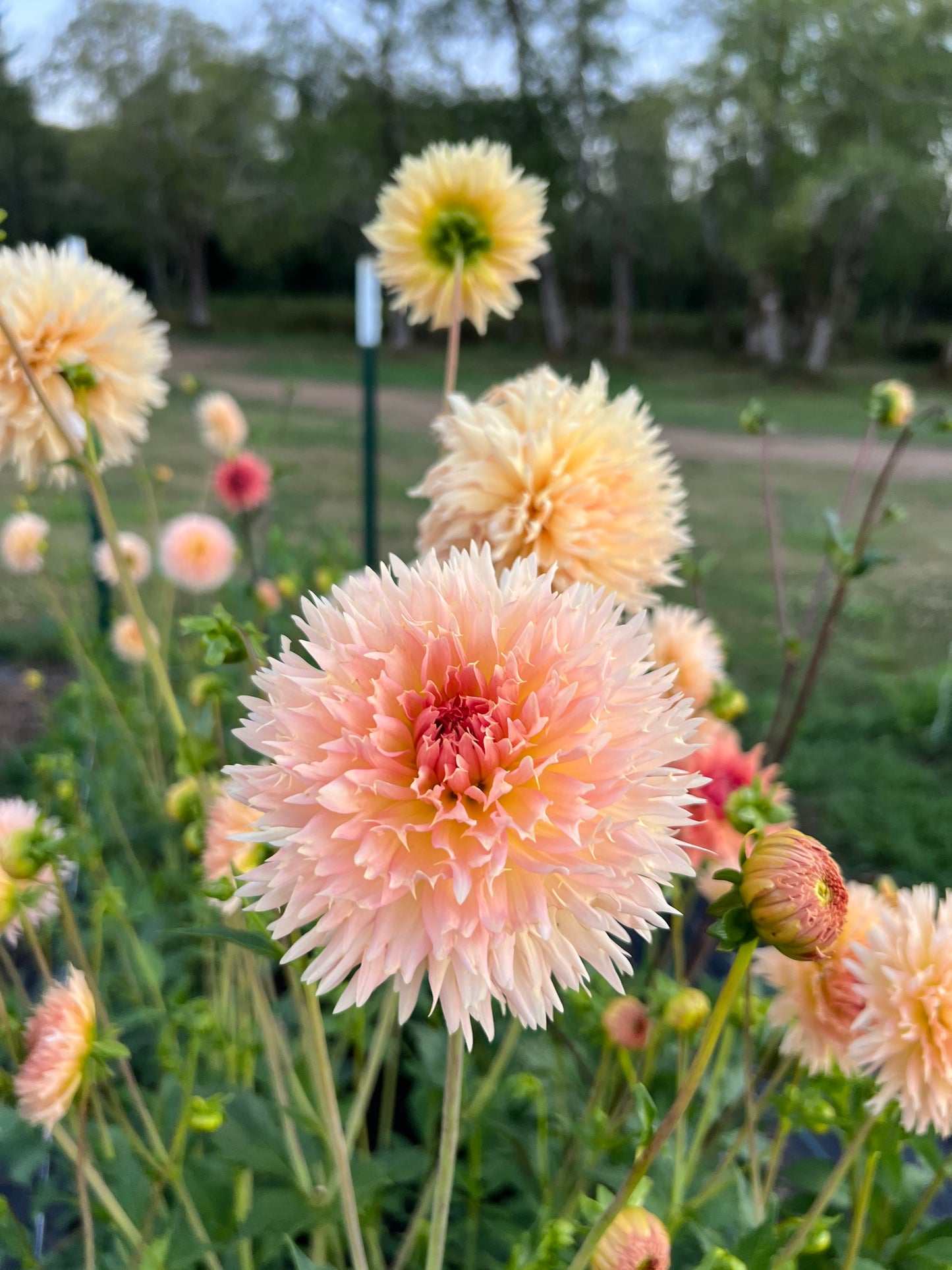 Lakeview Peach Fuzz Dahlia