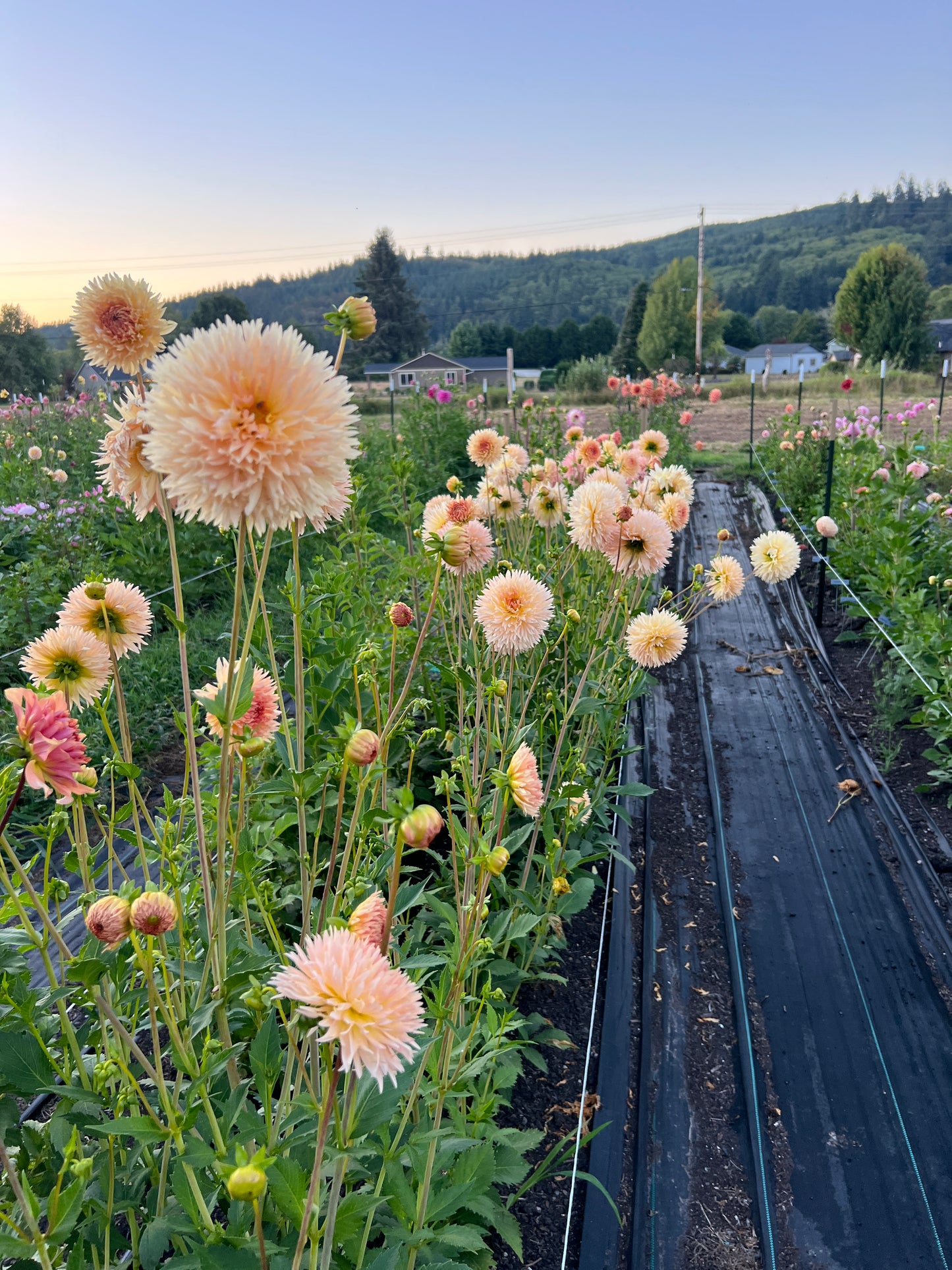 Lakeview Peach Fuzz Dahlia