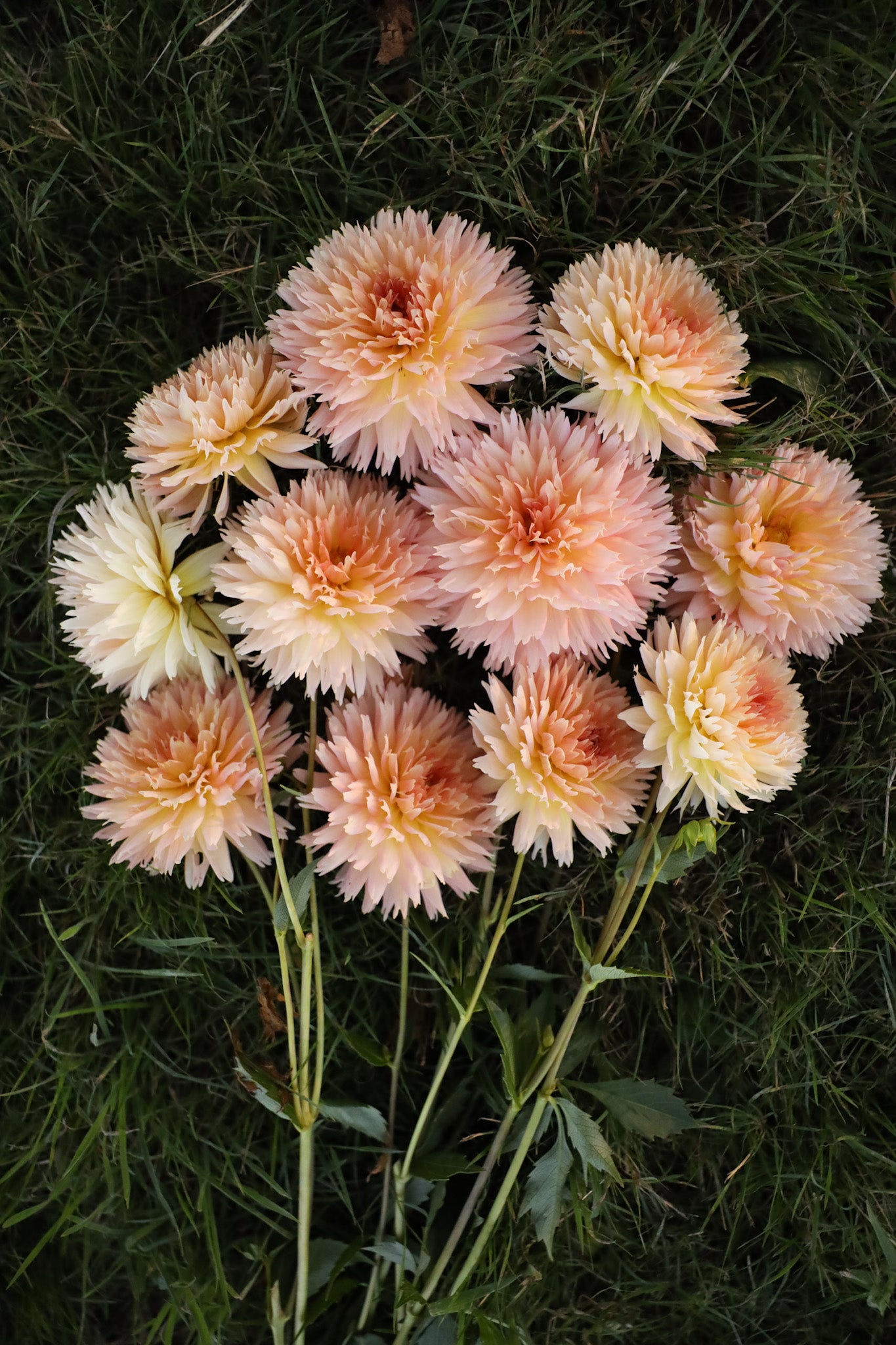 Lakeview Peach Fuzz Dahlia