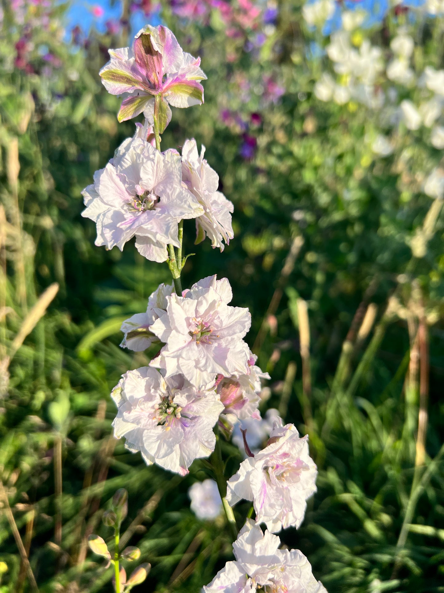 Larkspur 'Fancy Smokey Eyes'