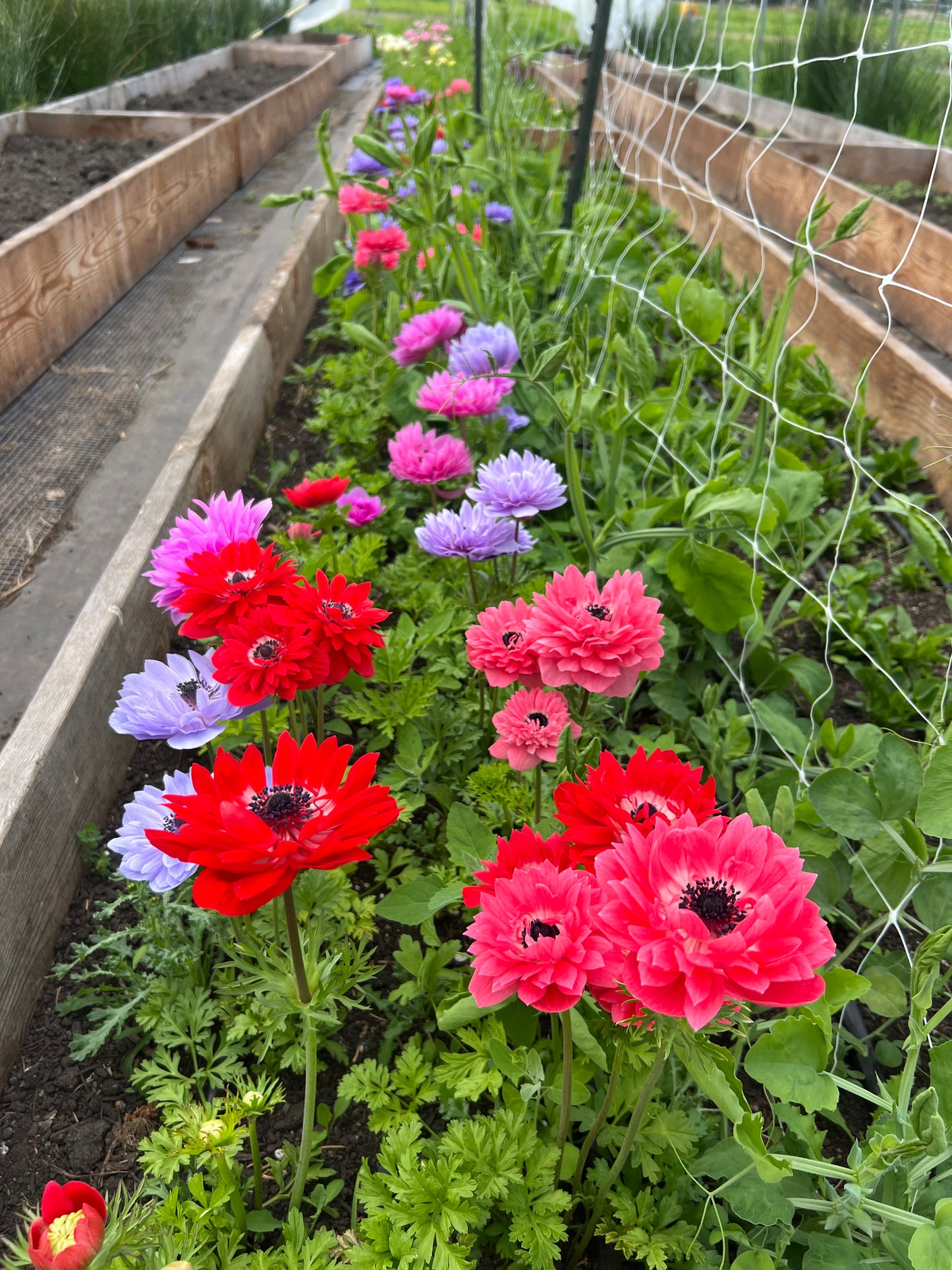 Anemone Levante Mix - 10 corms