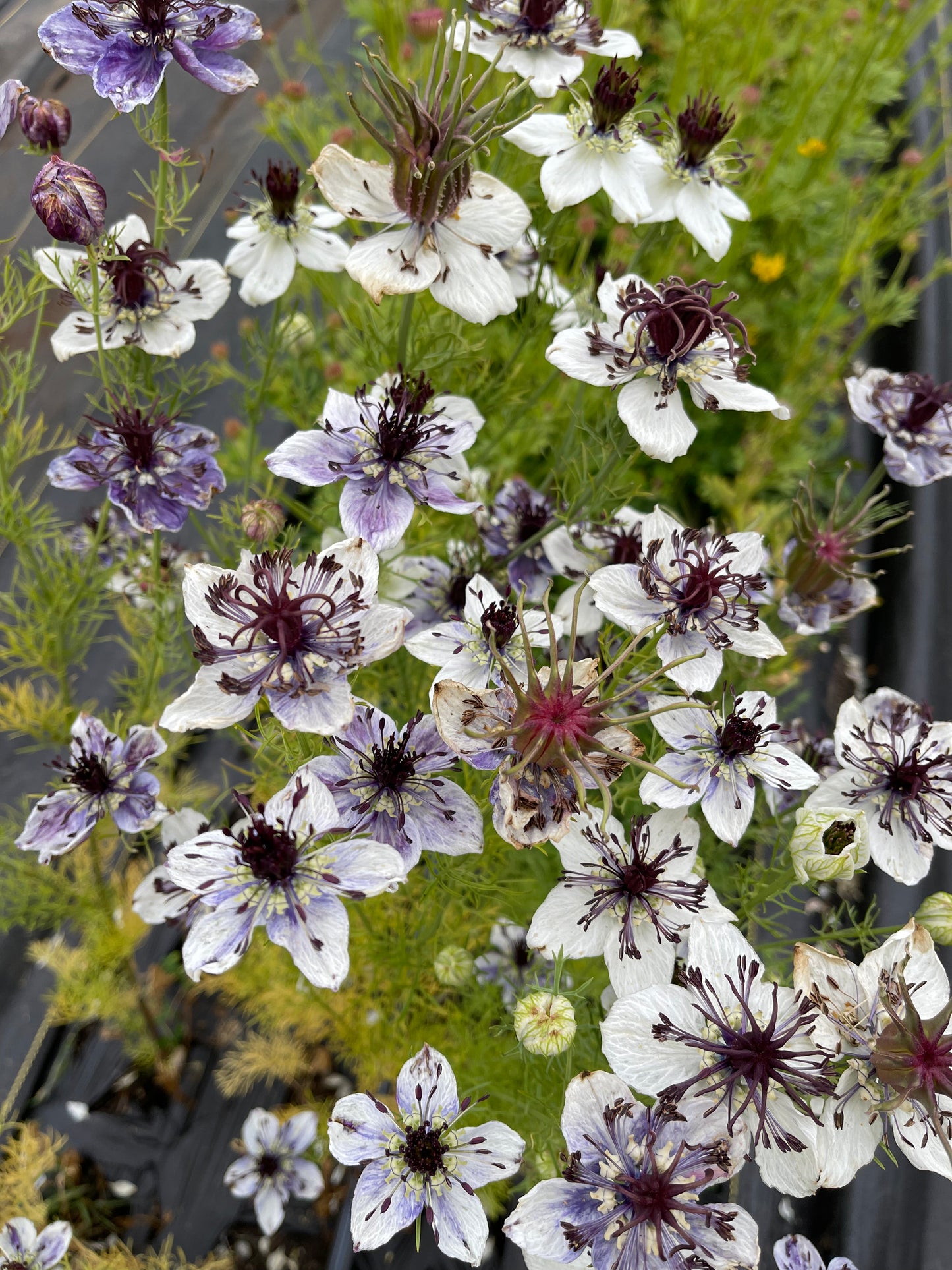 Nigella 'Delft Blue'