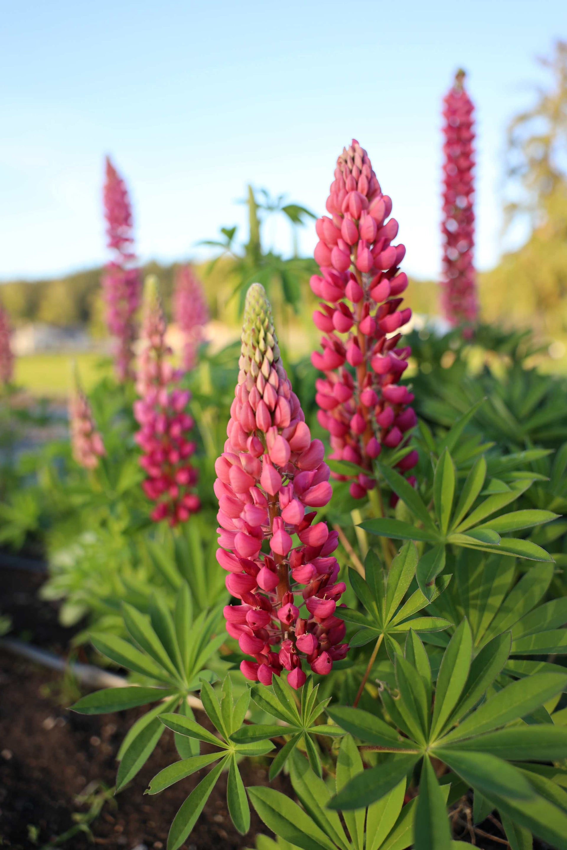 Lupine 'My Castle' – Flower People