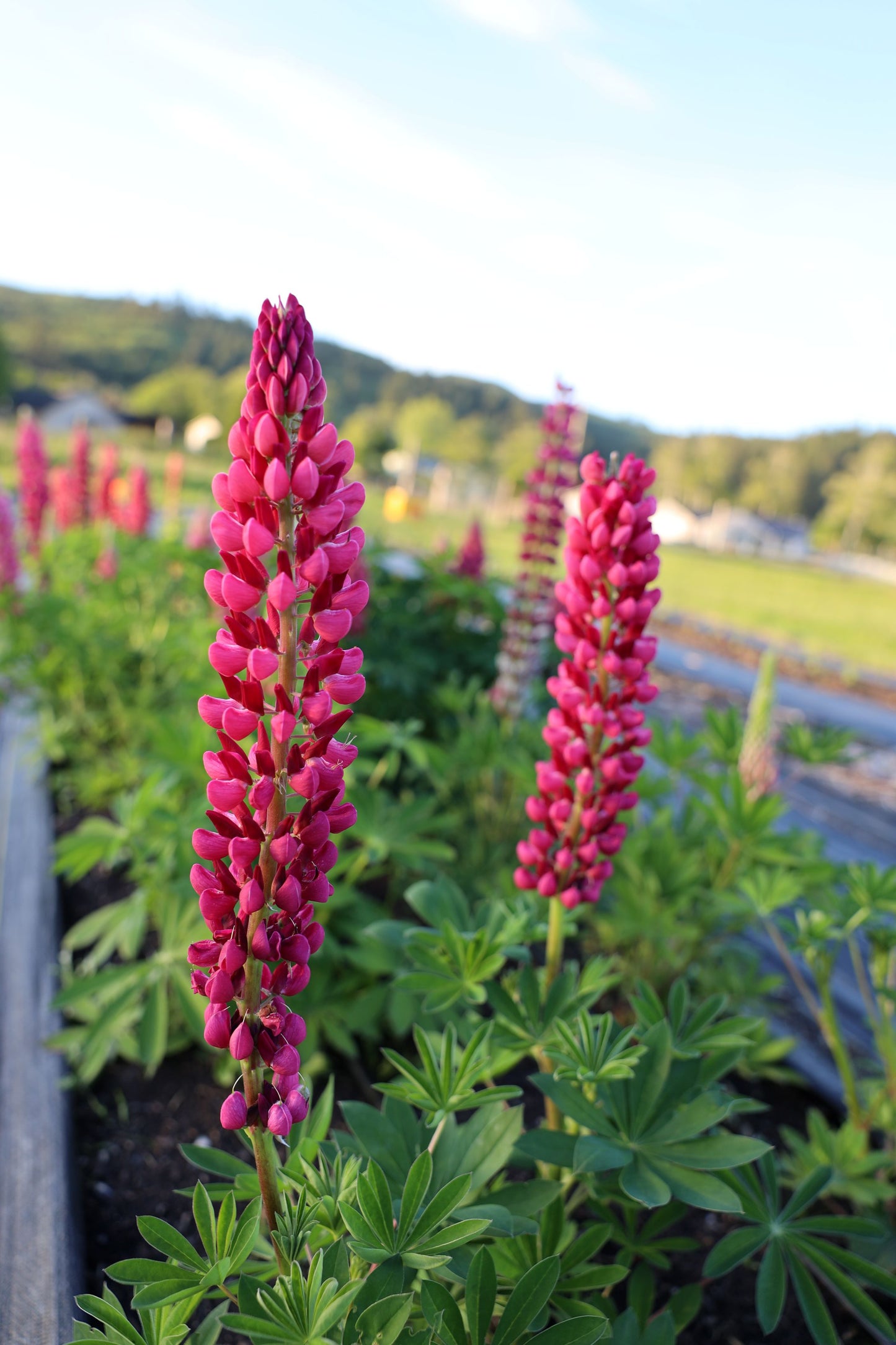 Lupine 'My Castle'