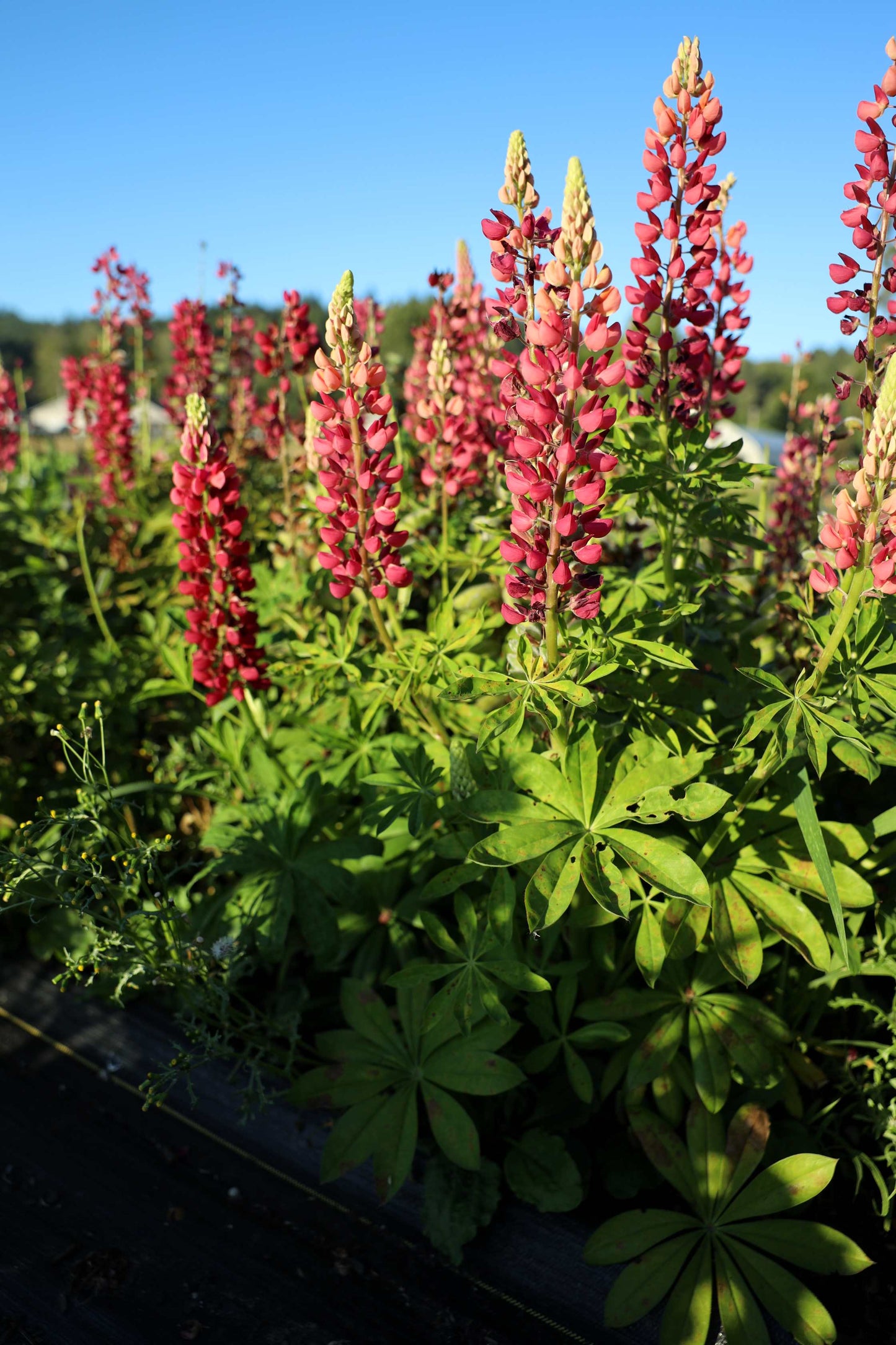 Lupine 'My Castle'
