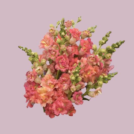 Snapdragon ‘Madame Butterfly Bronze w/ White’