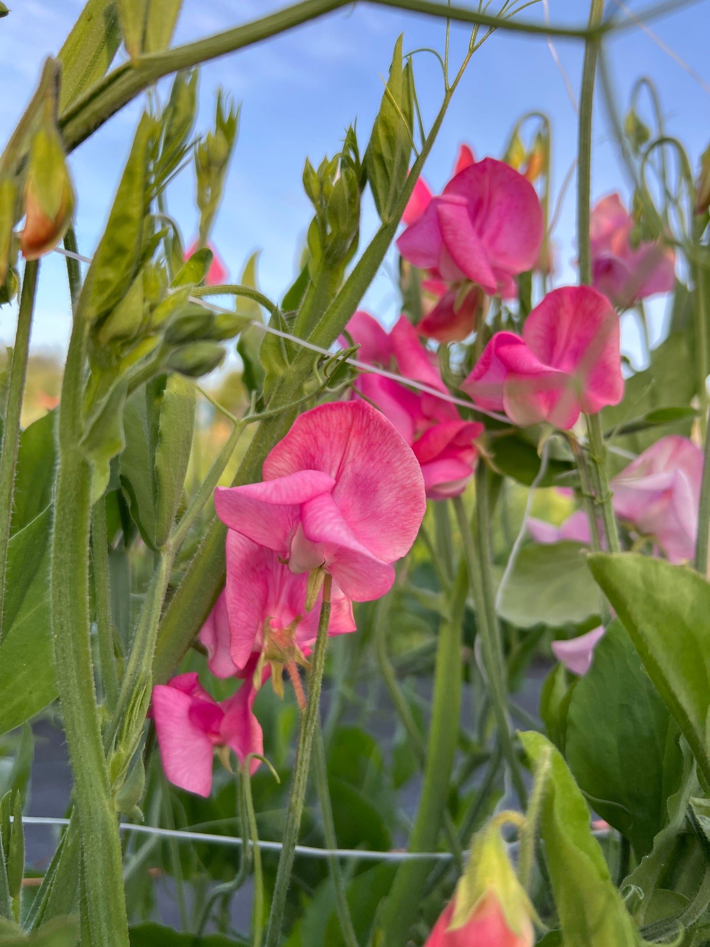 Sweet Pea  'Miss Wilmott'