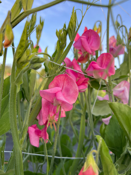 Sweet Pea  'Miss Wilmott'