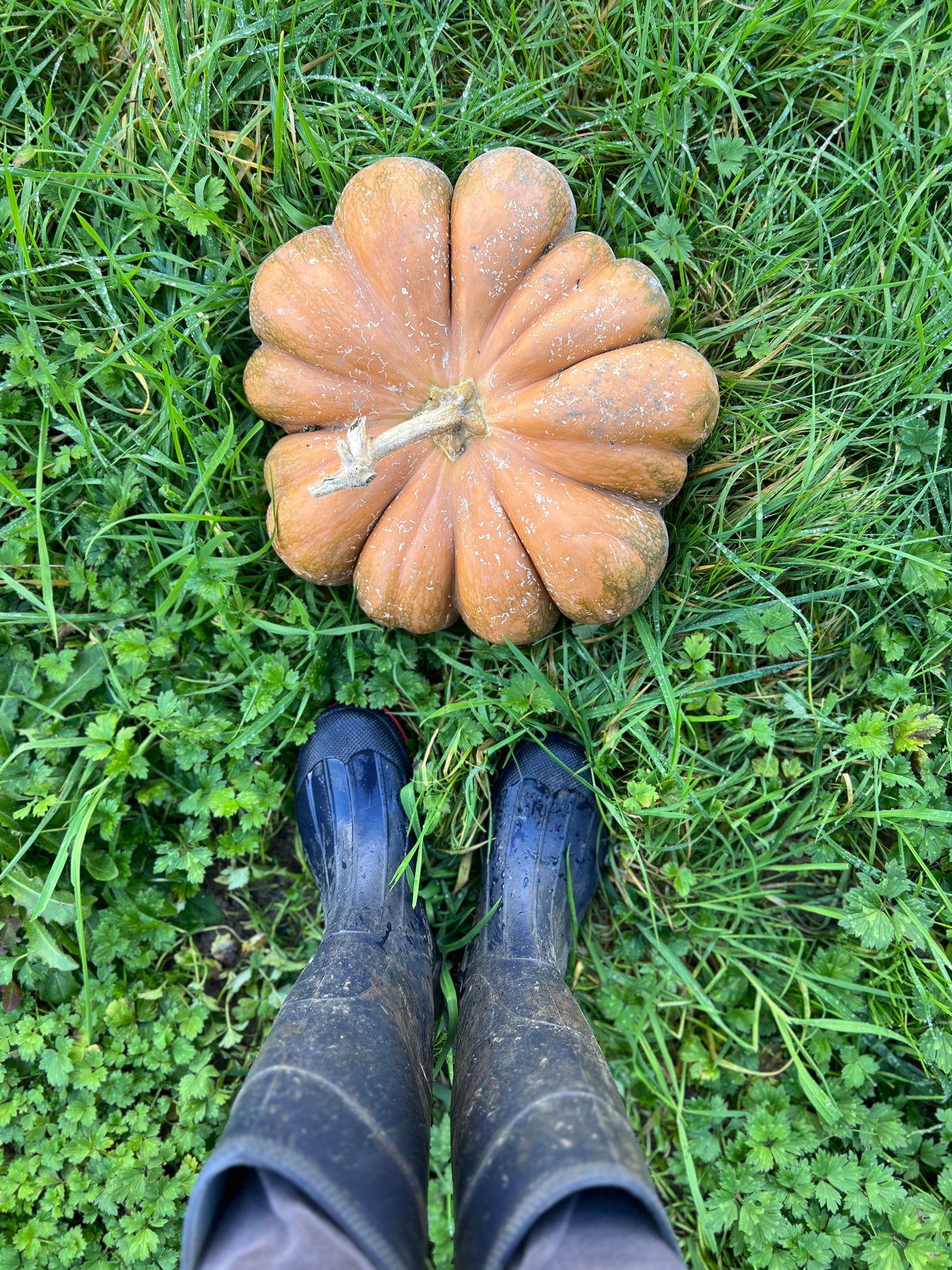 Pumpkin 'Musquee de Provence'