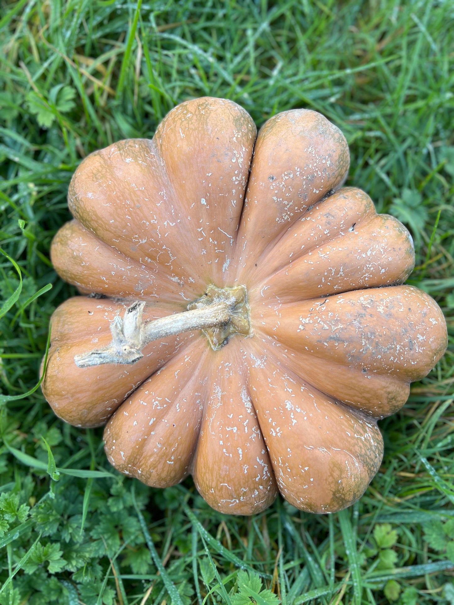 Pumpkin 'Musquee de Provence'