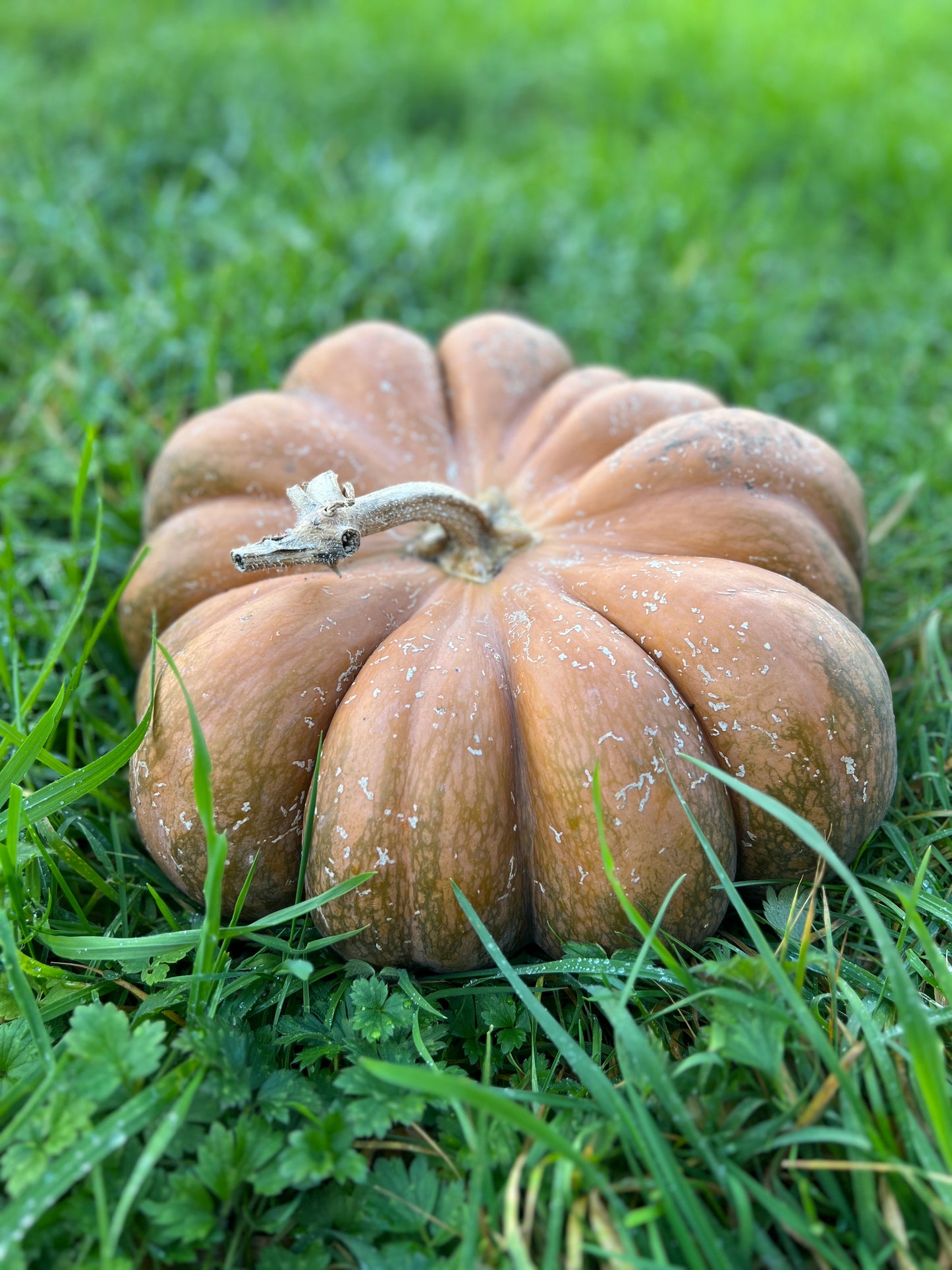 Pumpkin 'Musquee de Provence'