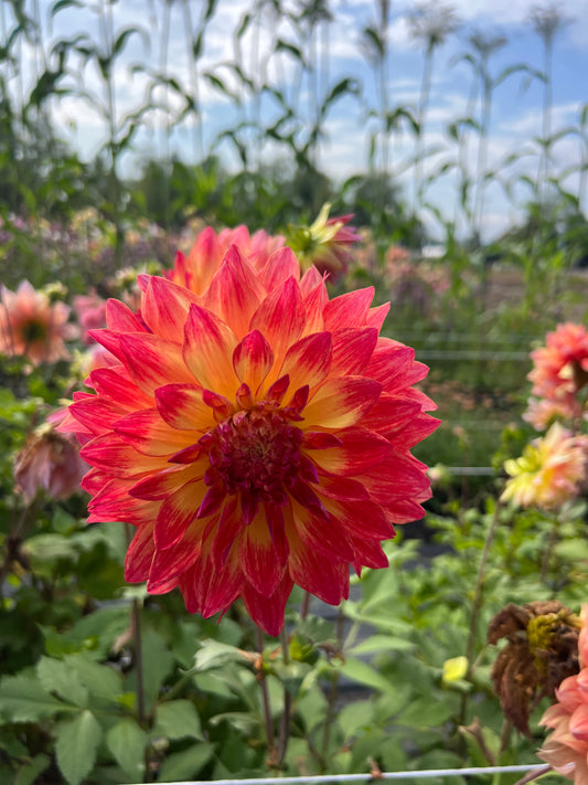 Normandy Lisanne Dahlia