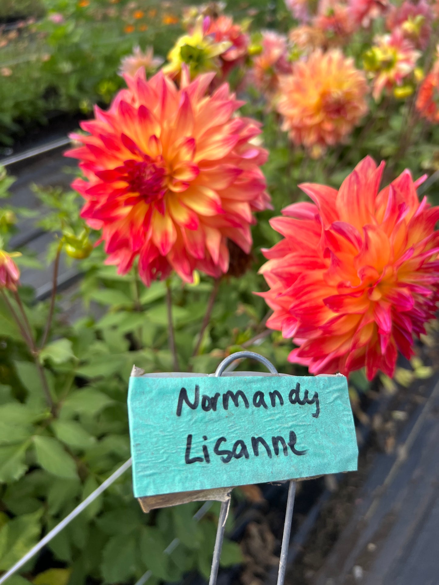 Normandy Lisanne Dahlia