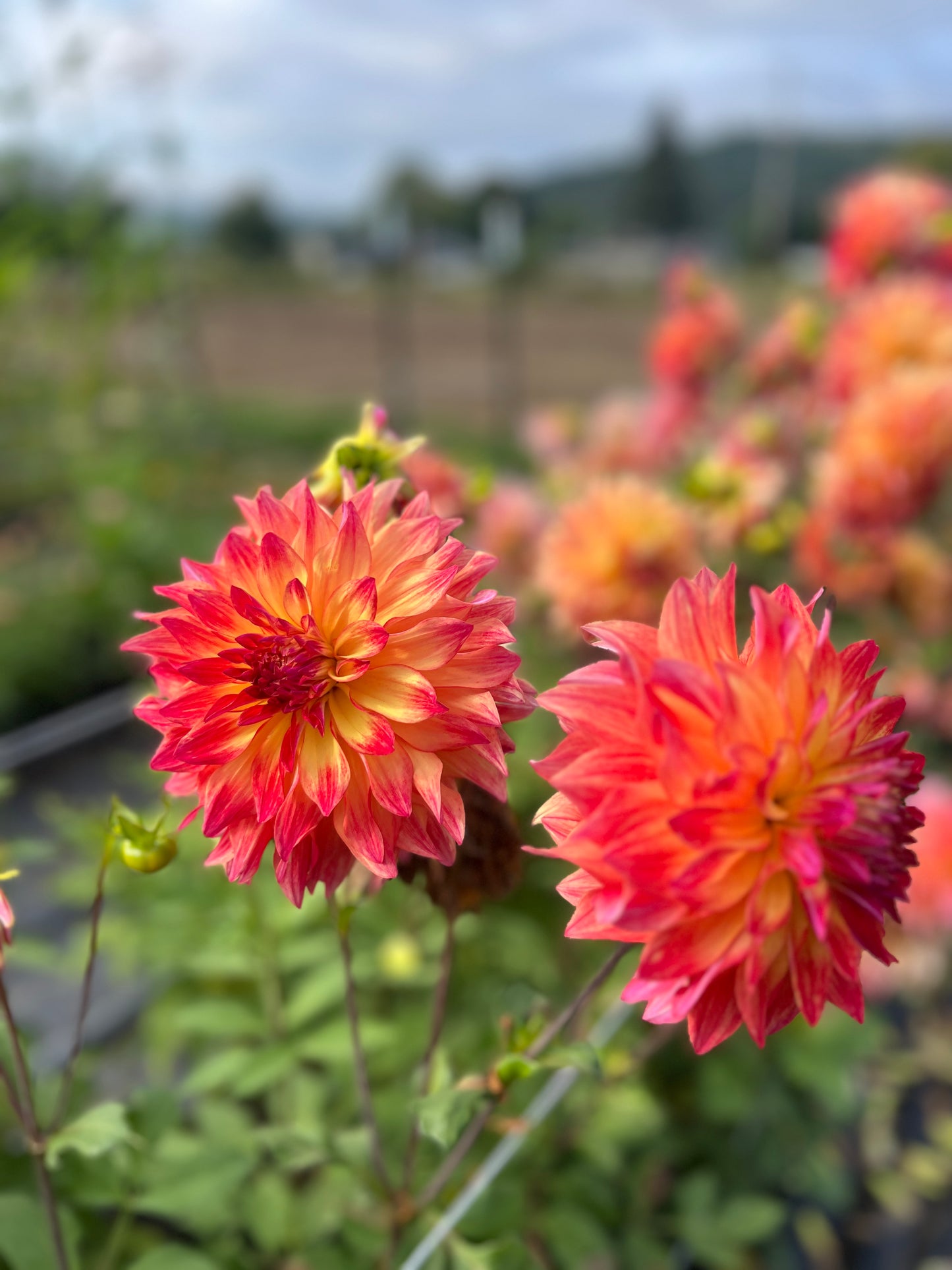 Normandy Lisanne Dahlia