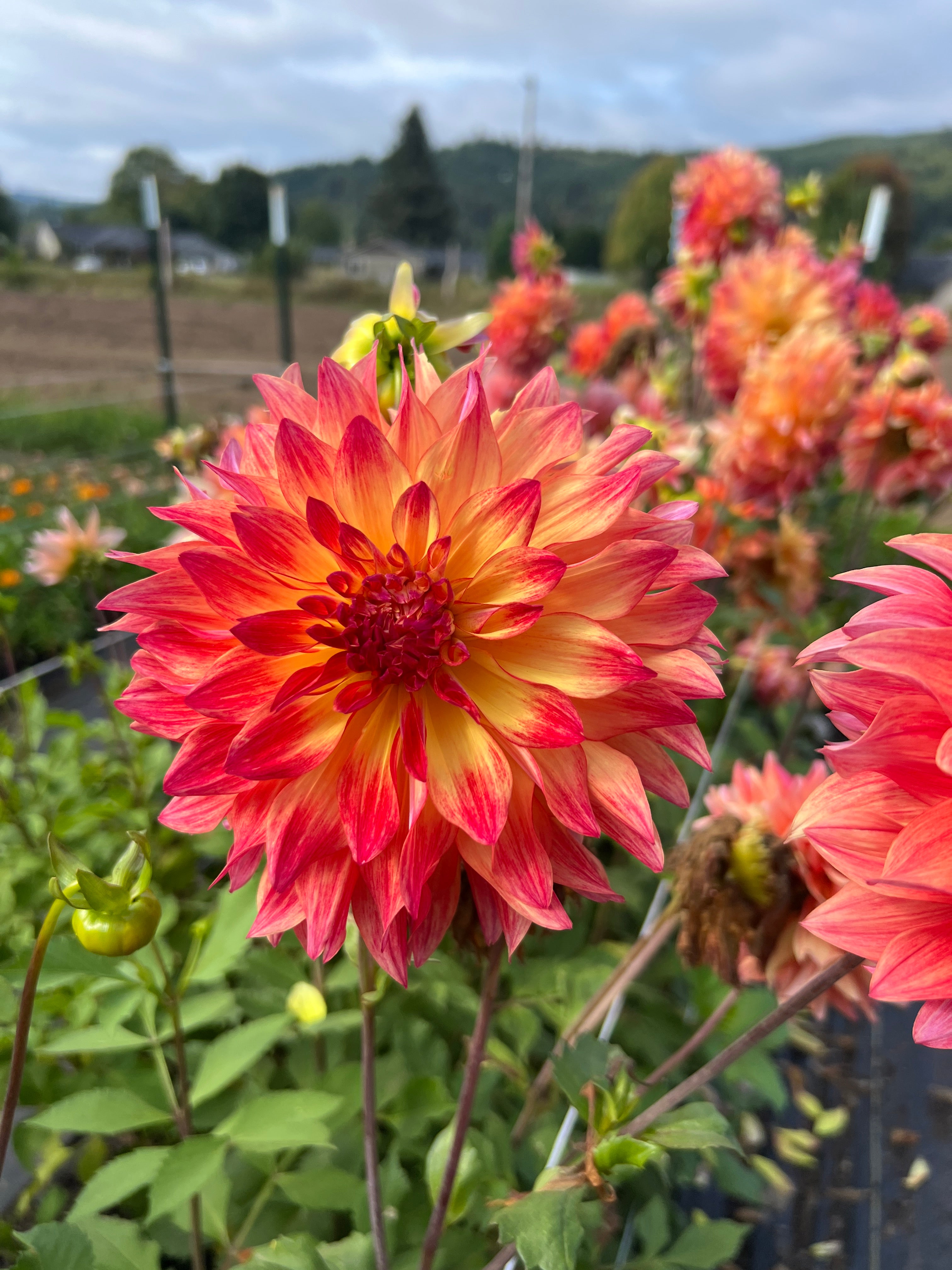 Normandy Lisanne Dahlia – Flower People