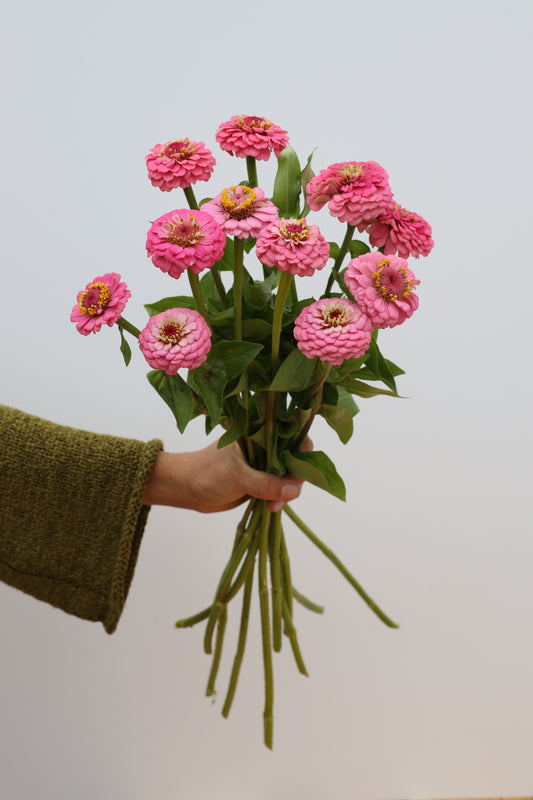 Zinnia 'Oklahoma Pink'