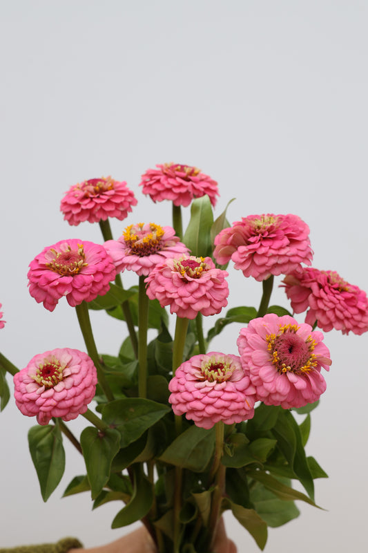 Zinnia 'Oklahoma Pink'