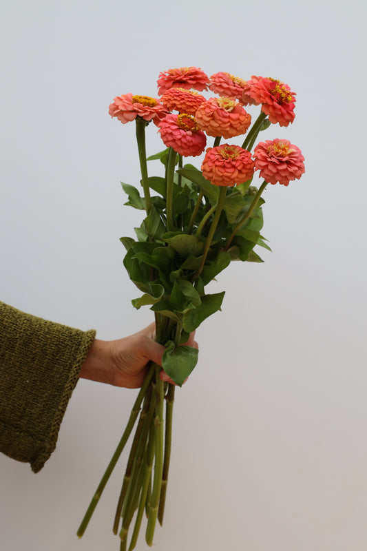 Zinnia 'Oklahoma Salmon'