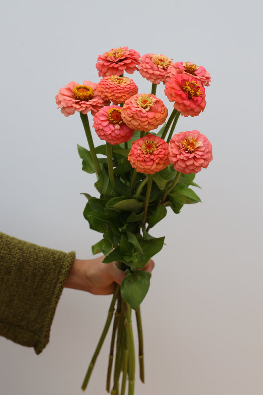Zinnia 'Oklahoma Salmon'