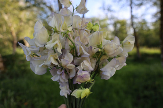 Sweet Pea  'Old Times'