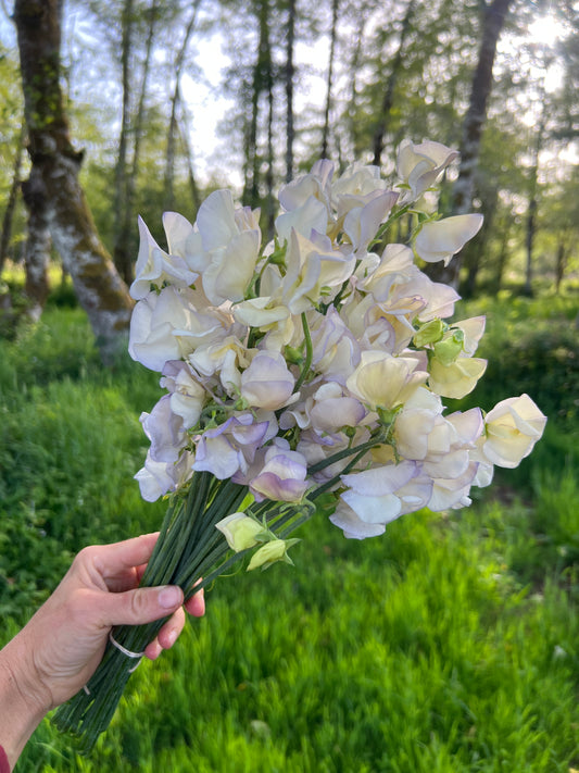 Sweet Pea  'Old Times'
