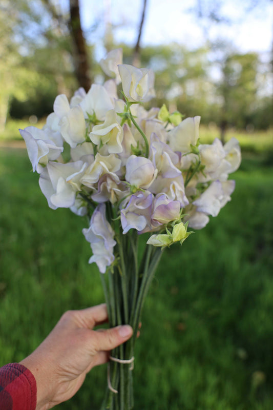 Sweet Pea  'Old Times'