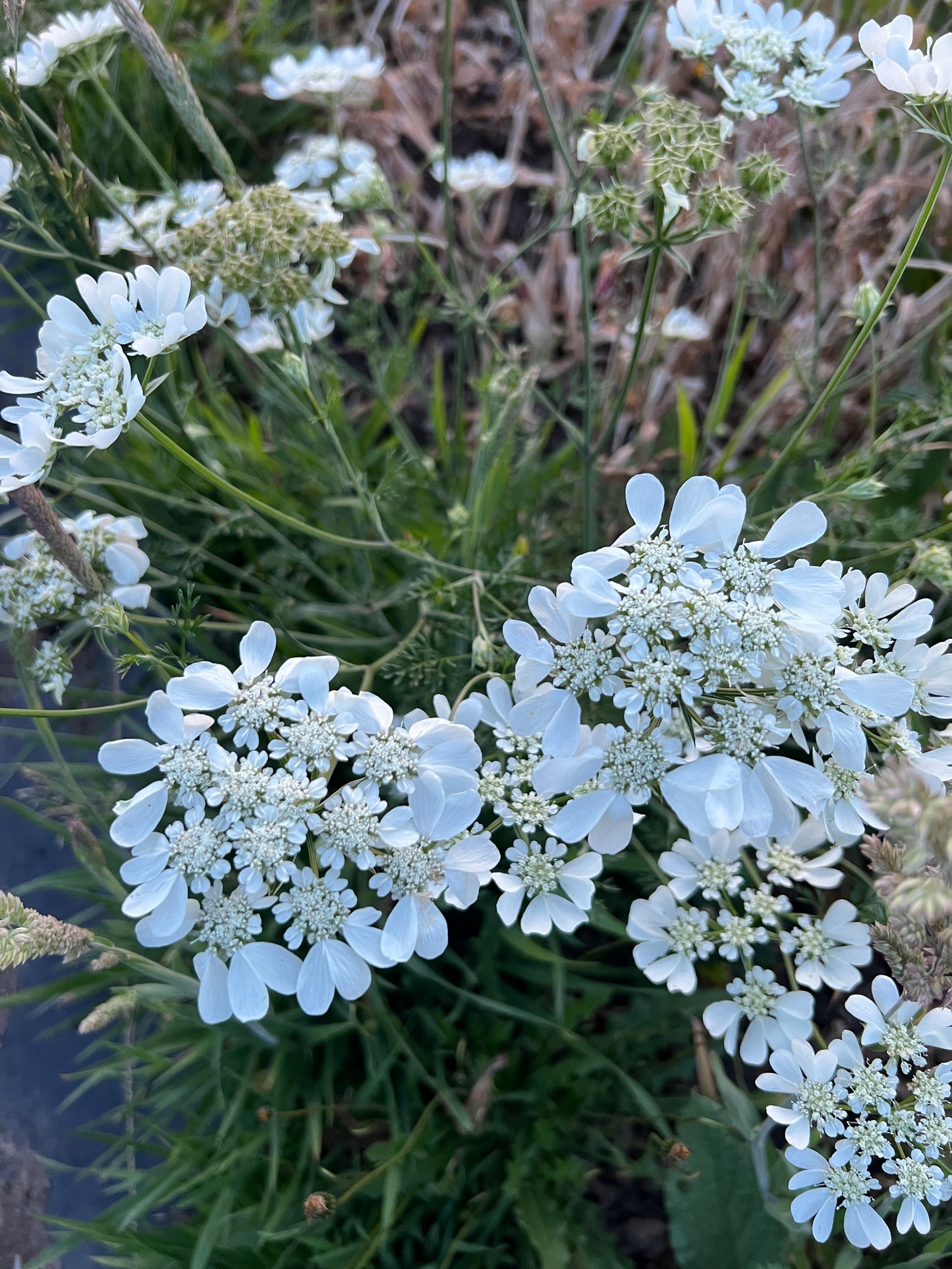 Orlaya 'White Finch'