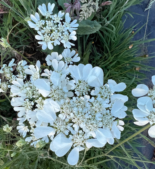 Orlaya 'White Finch'