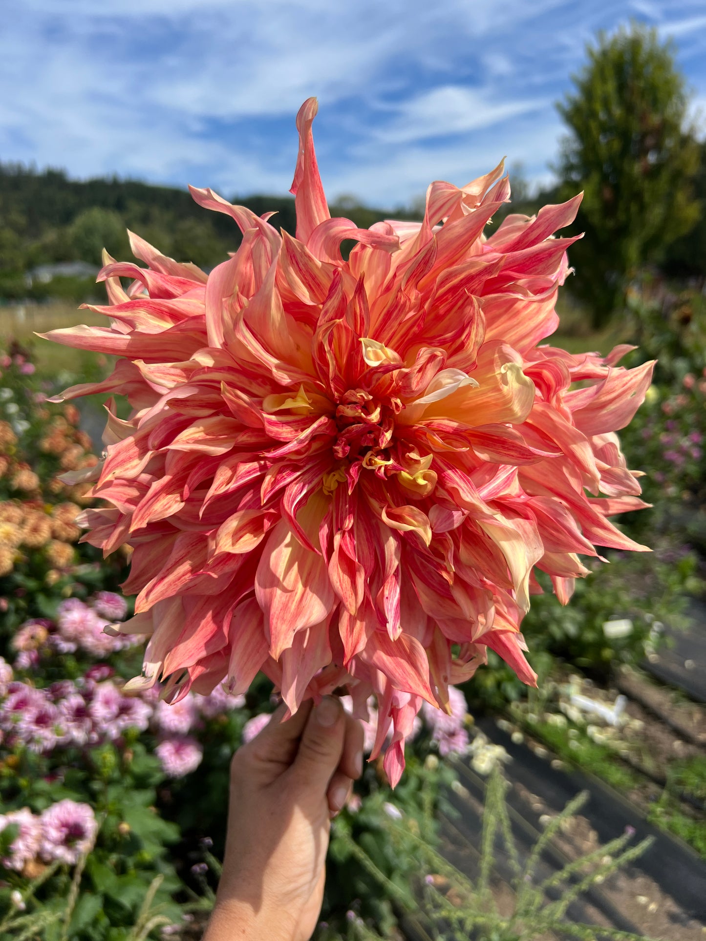 Penhill Watermelon Dahlia