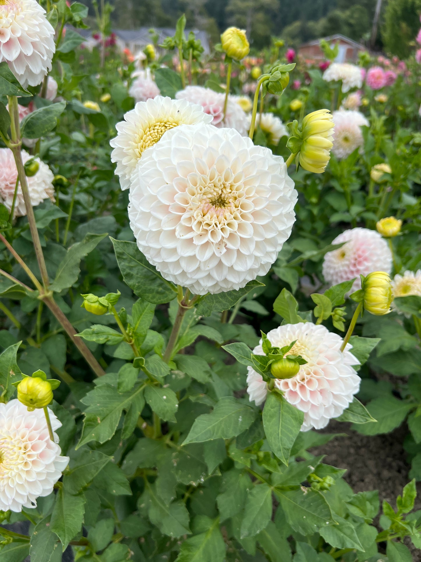 Pink Pearl Dahlia