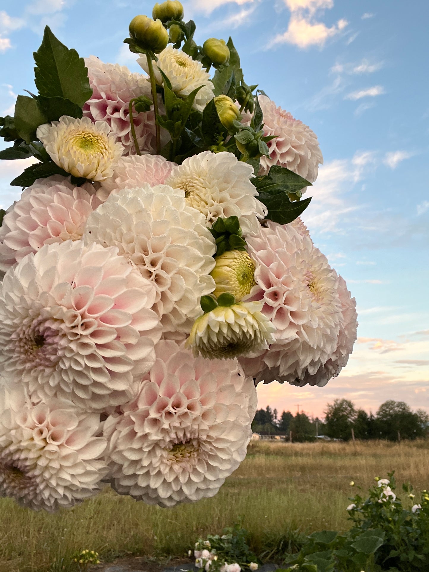 Pink Pearl Dahlia
