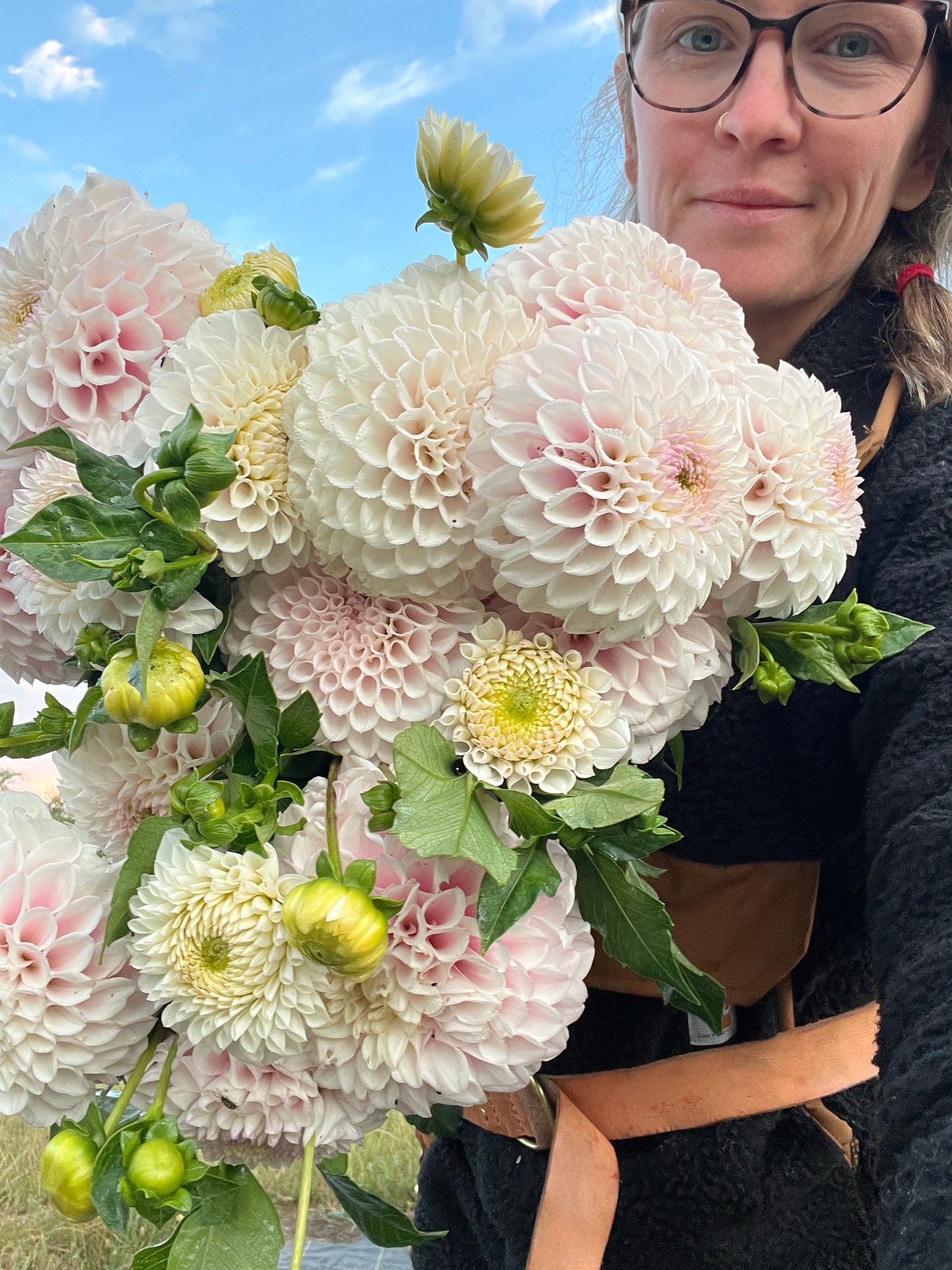 Pink Pearl Dahlia