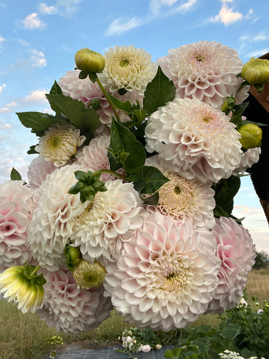 Pink Pearl Dahlia