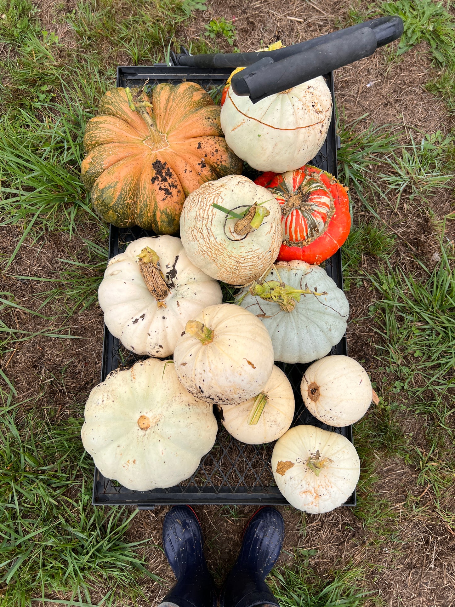 Pumpkin 'Valenciano'