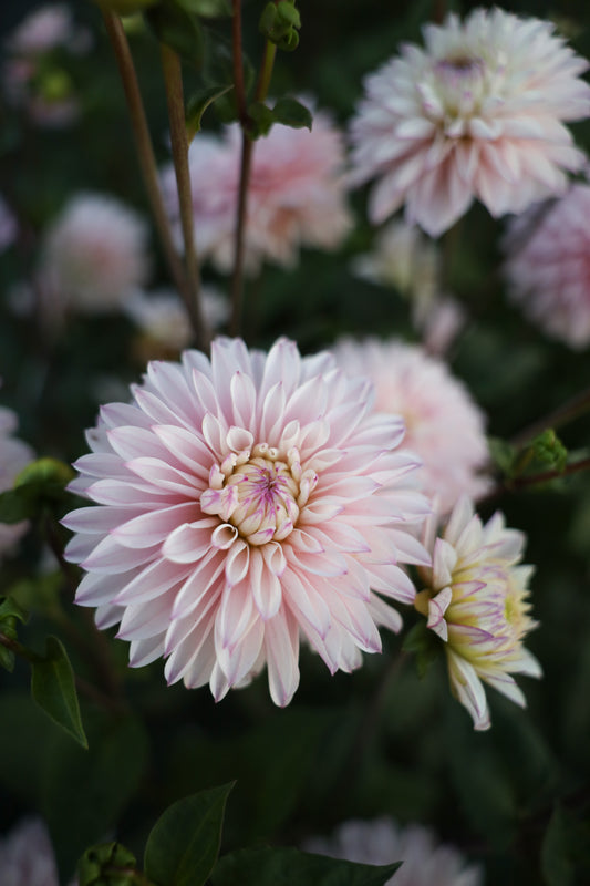 RM Aurora Dahlia