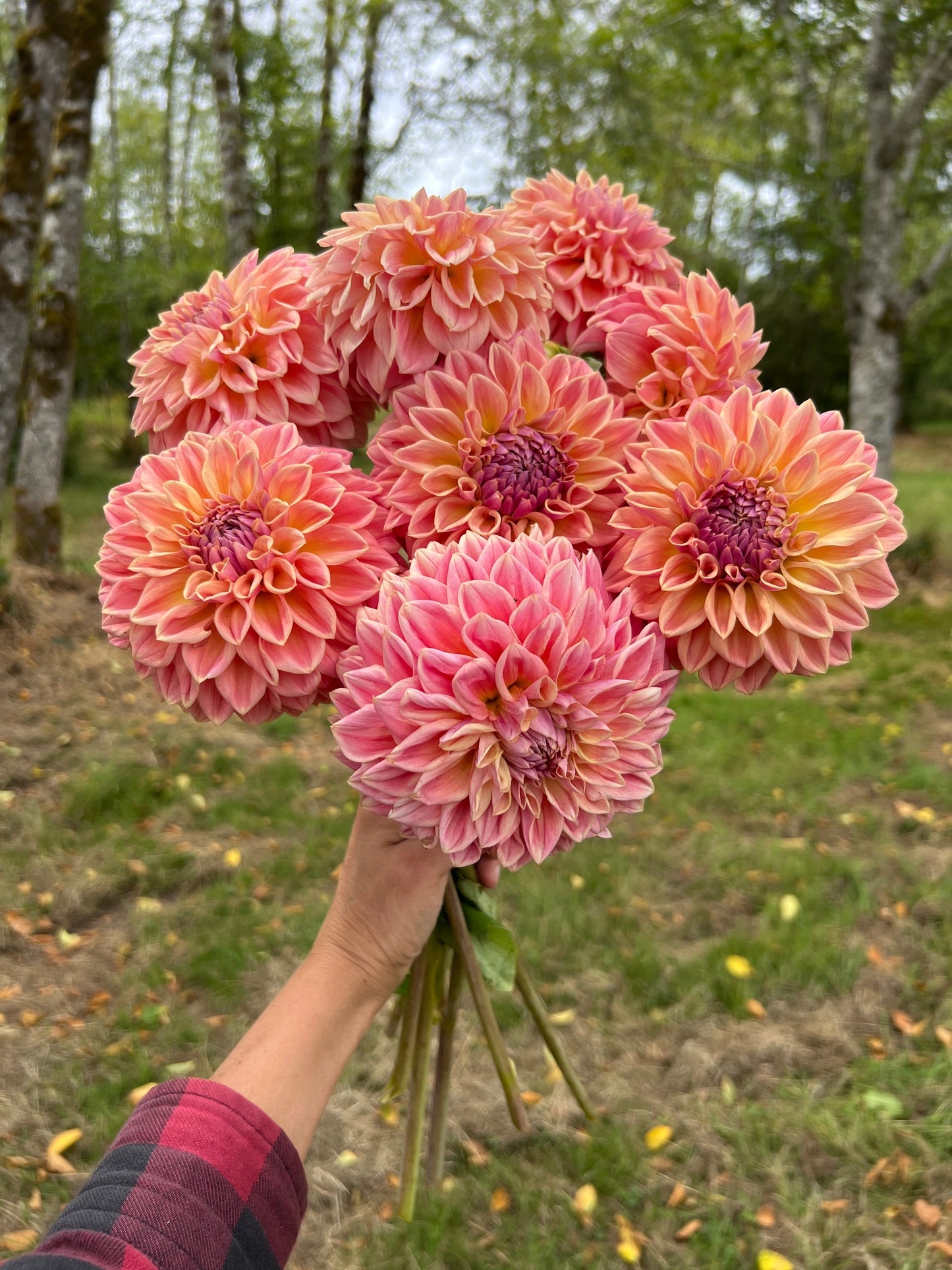RM Summer Haze Dahlia