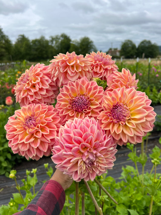 RM Summer Haze Dahlia