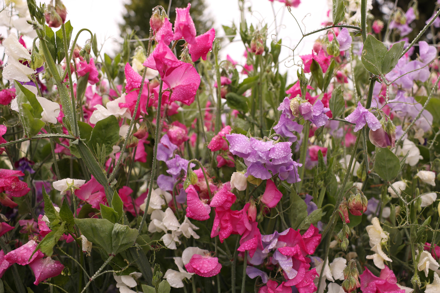 Sweet Pea 'Rainbow Mix'