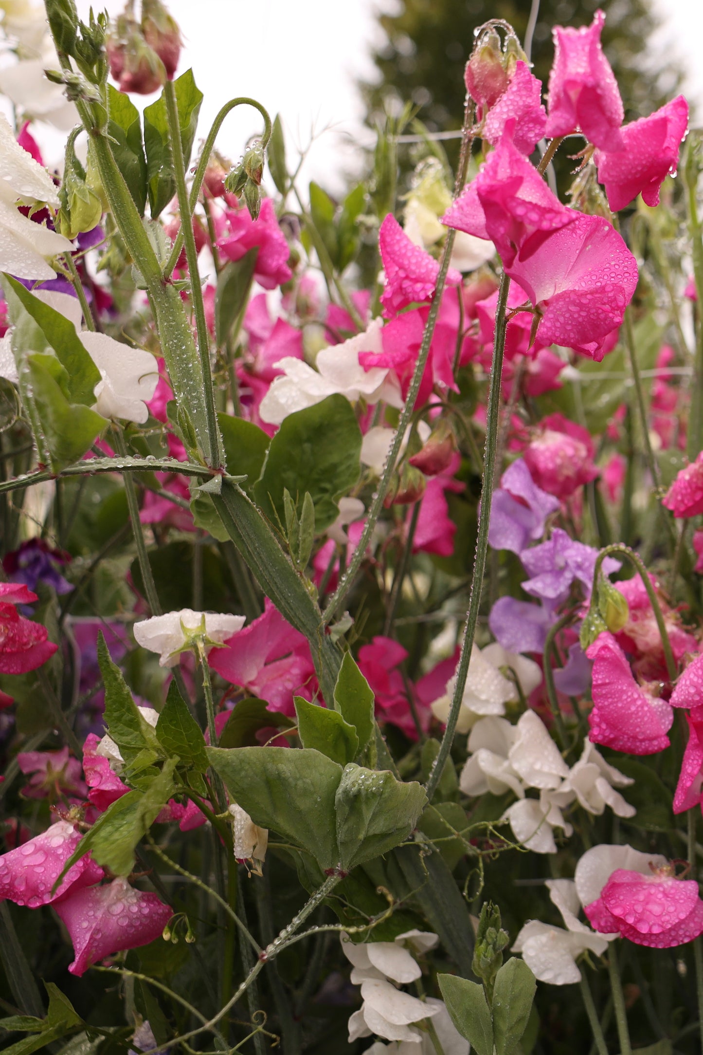 Sweet Pea 'Rainbow Mix'