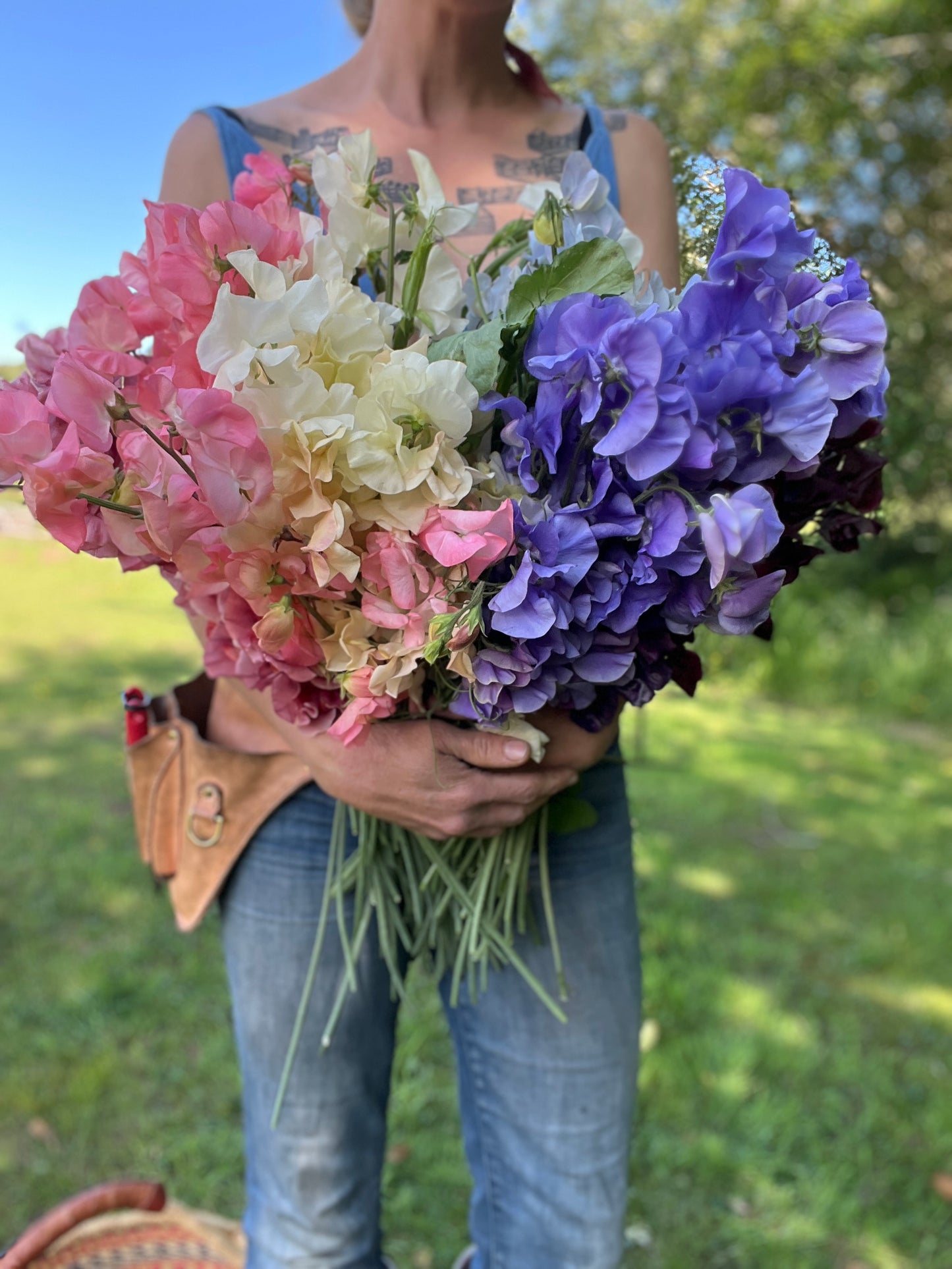 Sweet Pea 'Rainbow Mix'