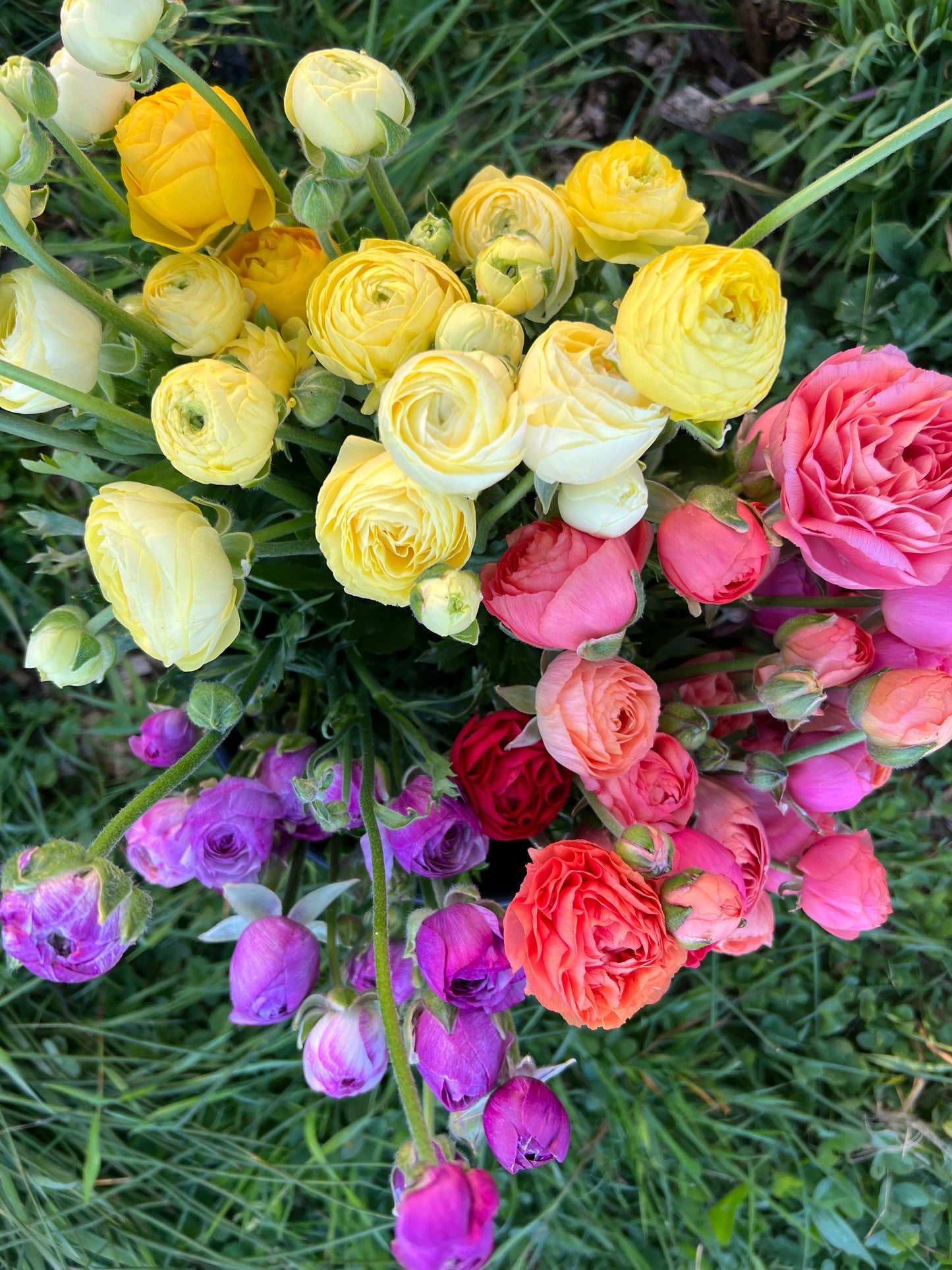 Ranunculus Elegance Milka - 20 corms - Available Now
