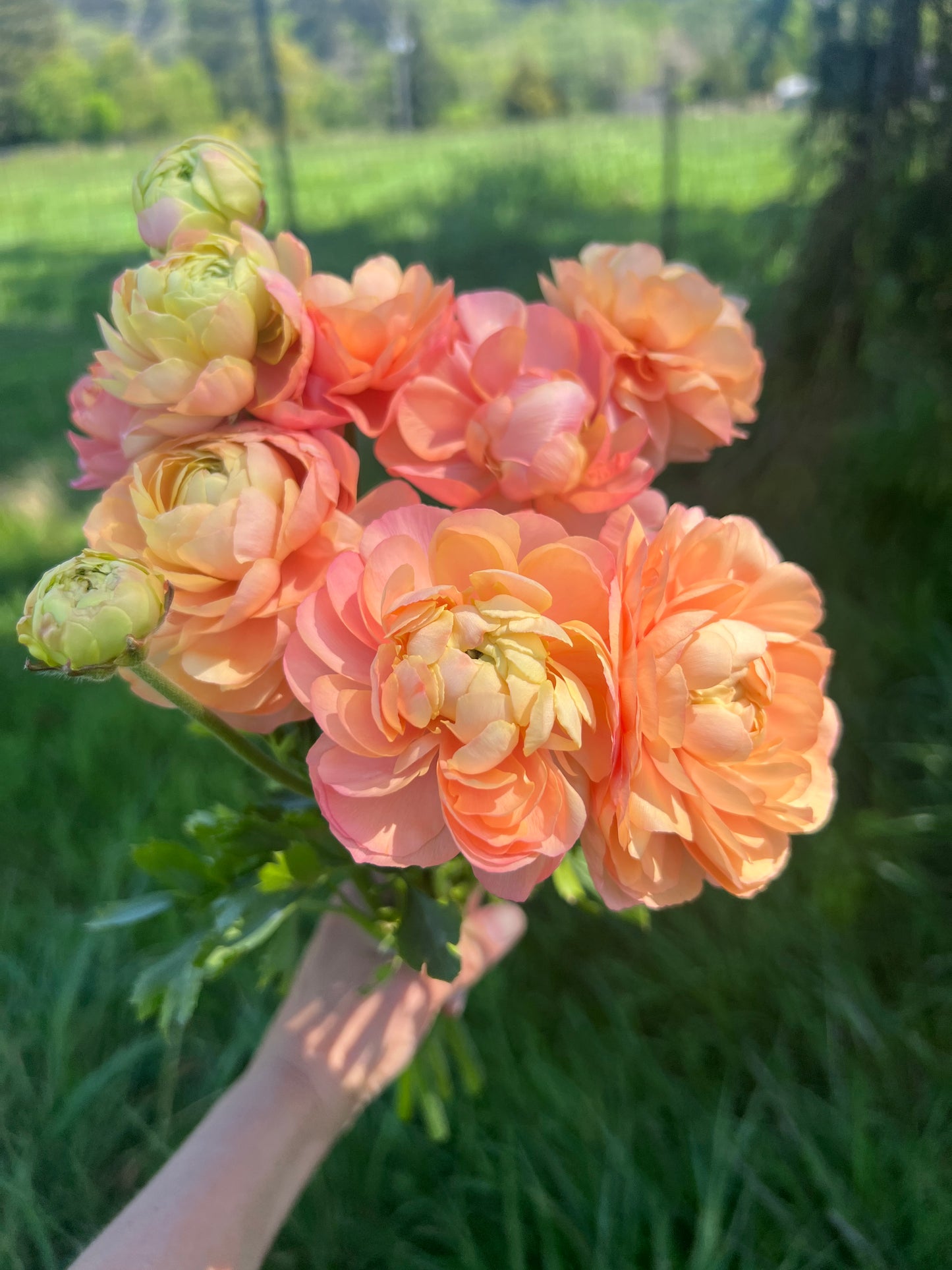 Ranunculus Elegance Pastello - 20 corms (Available Now)