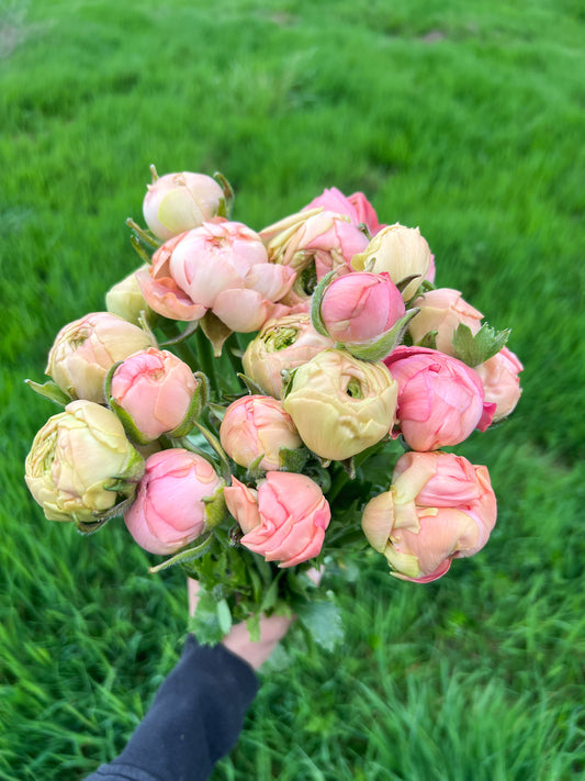 Ranunculus Elegance La Dolce Vita - 15 corms