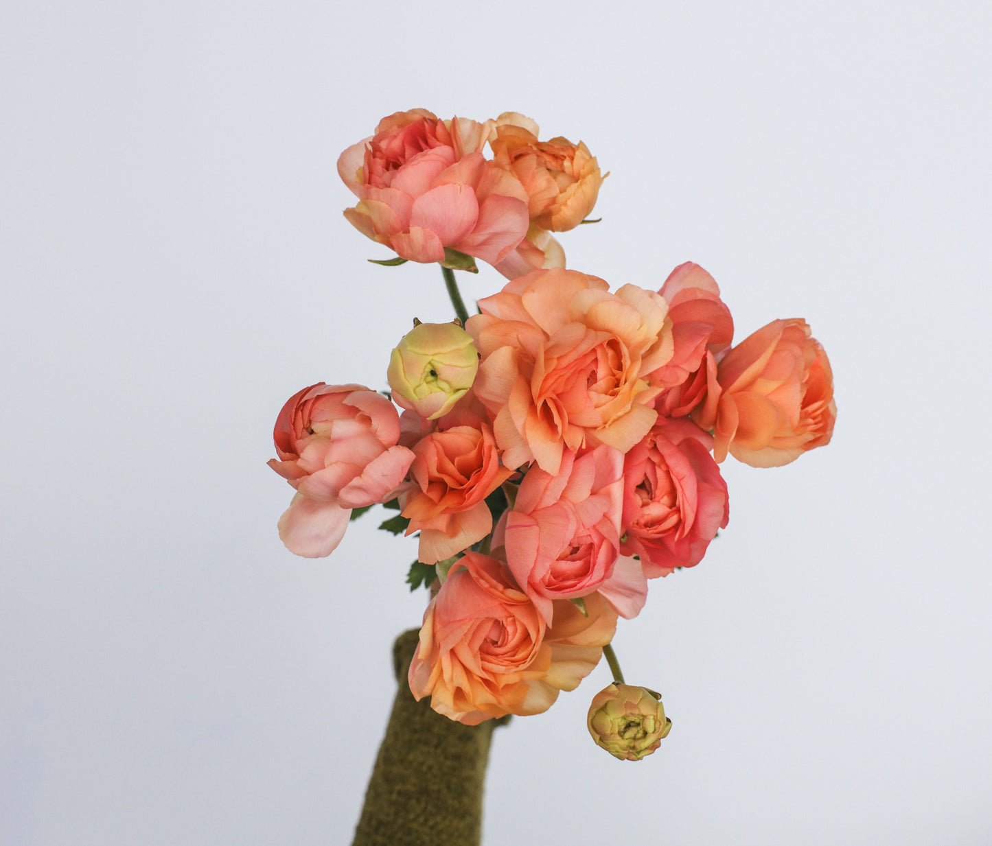 Ranunculus Elegance La Dolce Vita - 15 corms