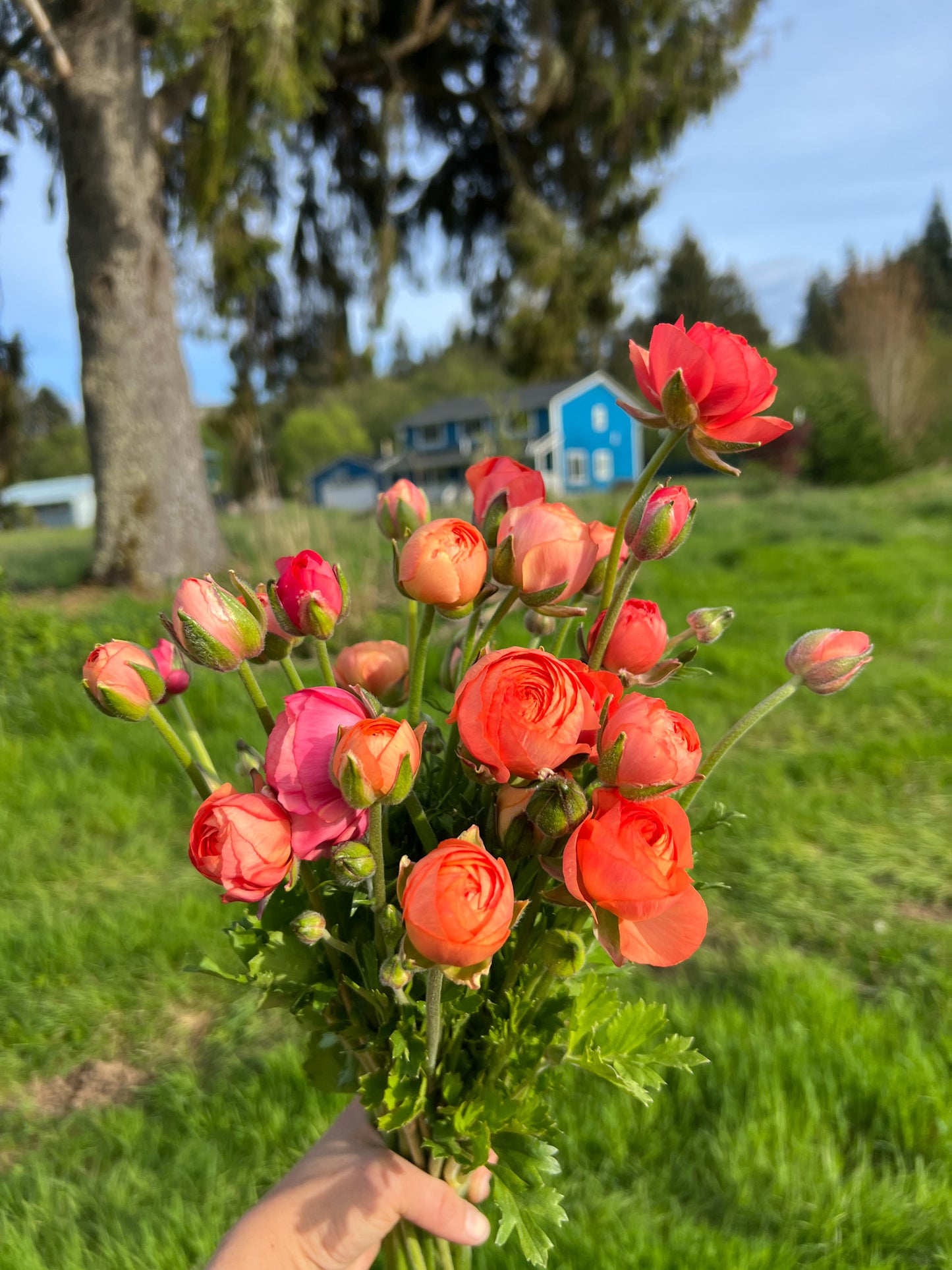 Ranunculus Elegance La Dolce Vita - 15 corms
